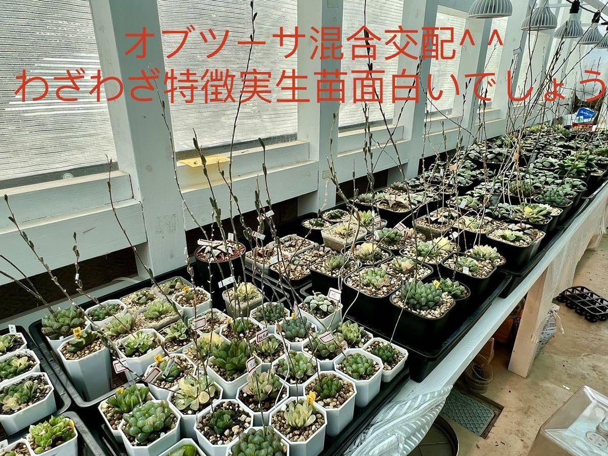 ☆☆臙脂交配錦＊ハオルチア＊錦☆☆ ハオルチア オブツーサ錦 舞姫錦 Haworthia obutusa 'Maihime
